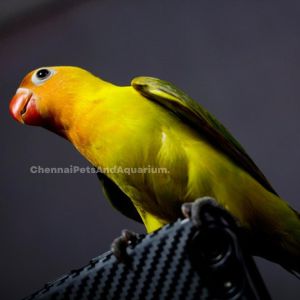 Bird Breeds, Chennai Pets &amp; Aquarium