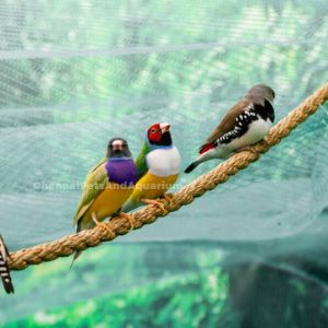 Bird Breeds, Chennai Pets &amp; Aquarium