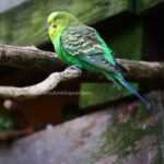 Bird Varieties, Chennai Pets &amp; Aquarium