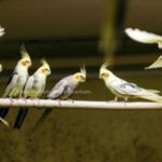 Bird Varieties, Chennai Pets &amp; Aquarium