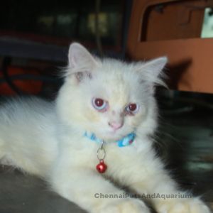 Cat Breeds, Chennai Pets &amp; Aquarium