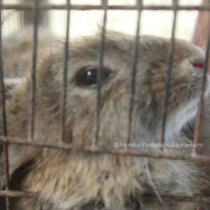 Rabbit, Chennai Pets &amp; Aquarium