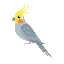 Cockatiel Icon, Chennai Pets &amp; Aquarium