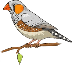 Finches Icon, Chennai Pets &amp; Aquarium