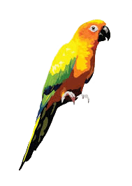 Sunconure Icon, Chennai Pets &amp; Aquarium