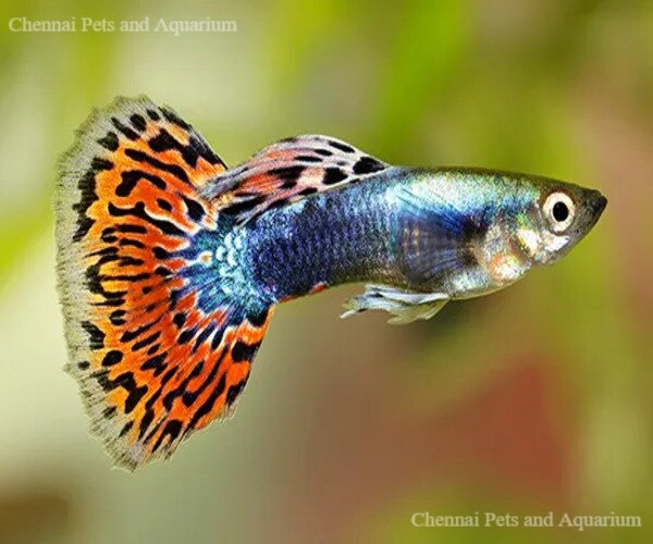 Fish Collections | Buy Aquarium Fishes | Fish breeds