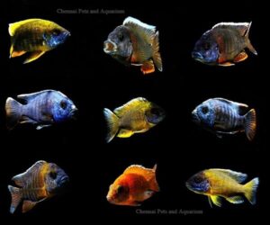 Fish Collections, Chennai Pets &amp; Aquarium