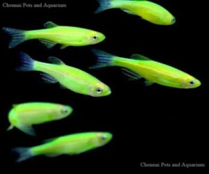 Fish Collections, Chennai Pets &amp; Aquarium